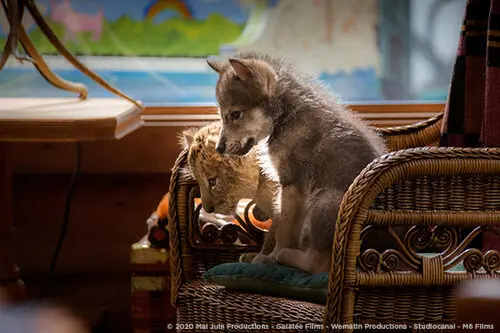 Vlk a lev: Nečekané přátelství
