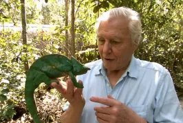 To nejlepší od Davida Attenborougha. Tyto jedinečné dokumenty o přírodě byste neměli minout