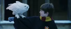 Chyby z Harryho Pottera, kterých jste si nevšimli: Špatné matčiny oči, měnící se tričko i falešná sova