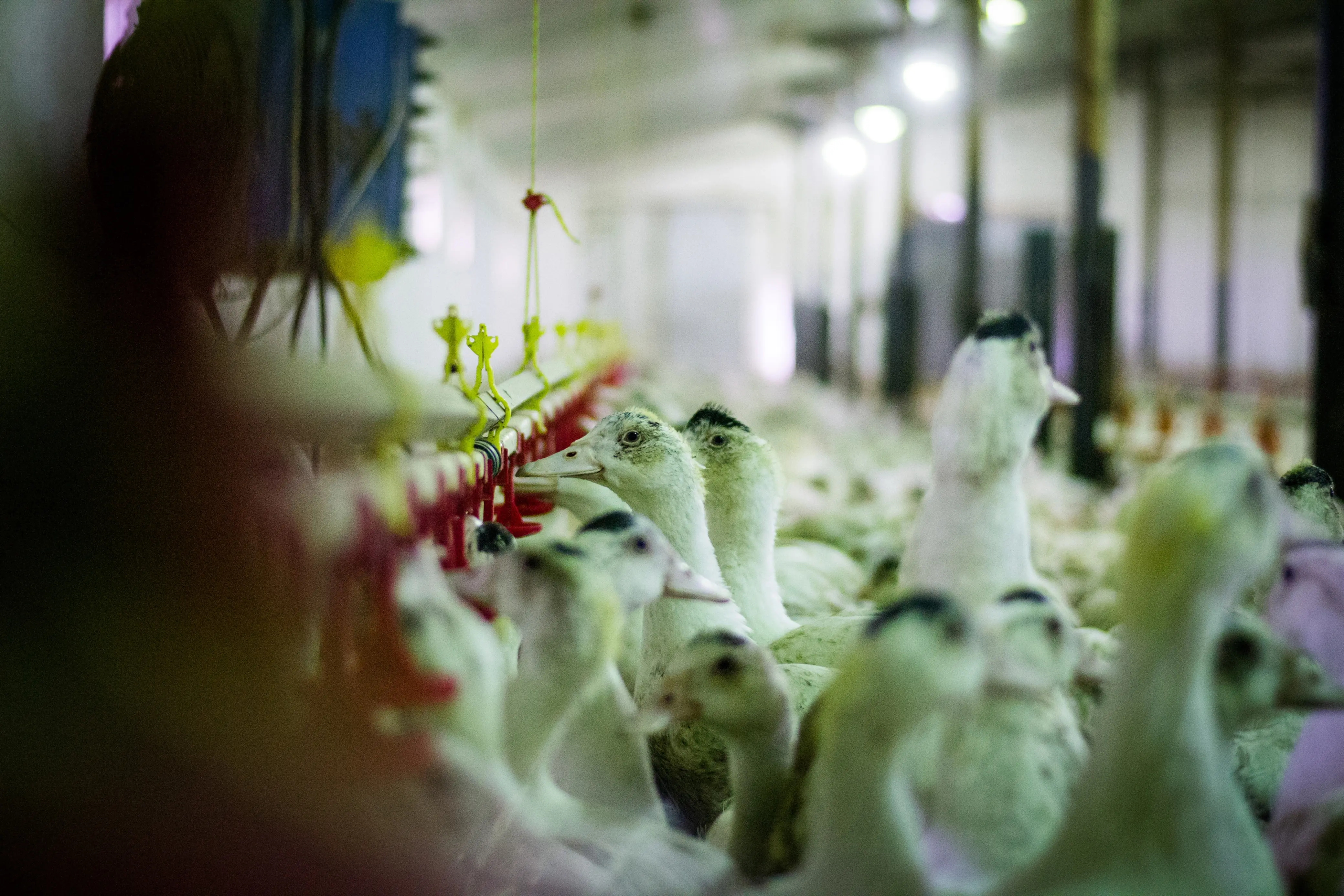 Svědectví: Pravda, která měla zůstat skryta