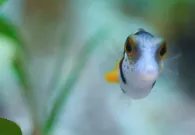 Puff: Wonders of the Reef - trailer