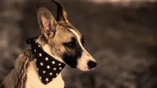 Gump je mentální film o nementálním psovi. Zrekapitulujme si nejkýčovitější film loňského roku