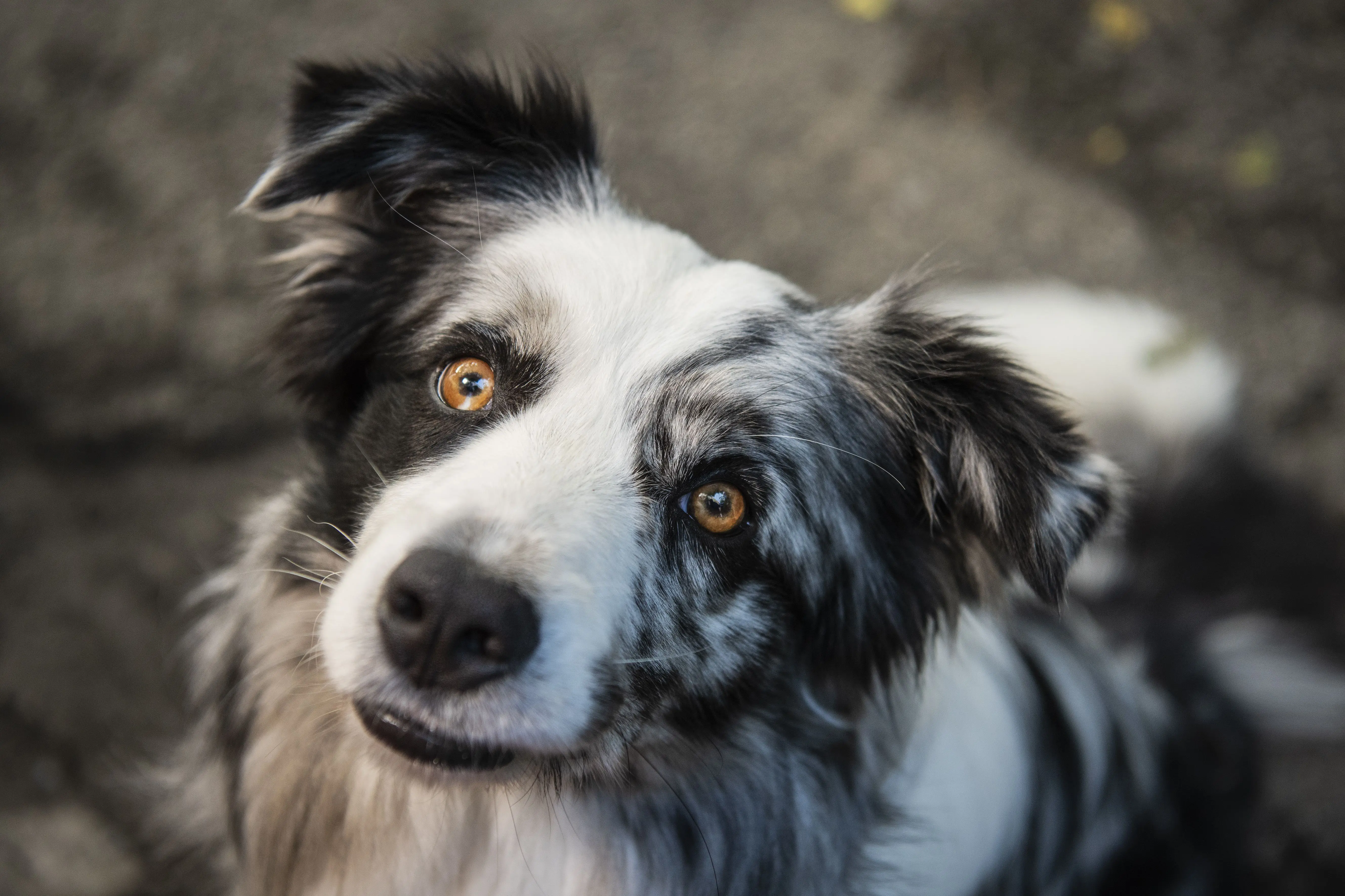 Česko je zemí, kde venčí skoro všichni. Autor tragického dramatu o upálení Jana Palacha dokončuje romantickou komedii plnou psů