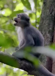 Zvířecí komunikace aneb Dokážou zvířata mluvit?