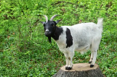 Zvířecí profesionálové