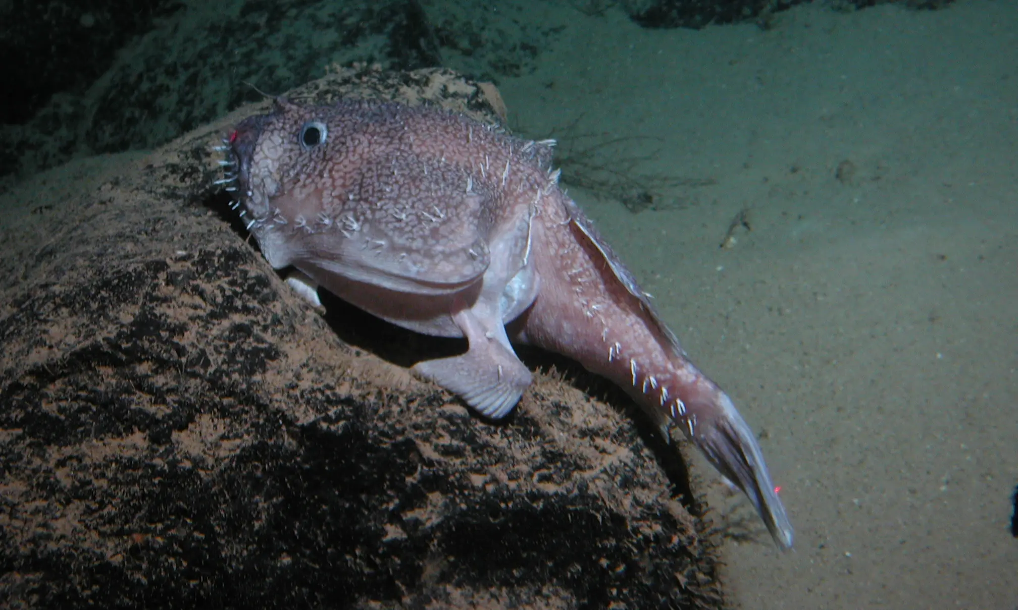 Hluboko: pravá cena těžby v oceánech