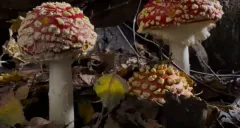 Zázračné houby / Fantastic Fungi (2019): Trailer