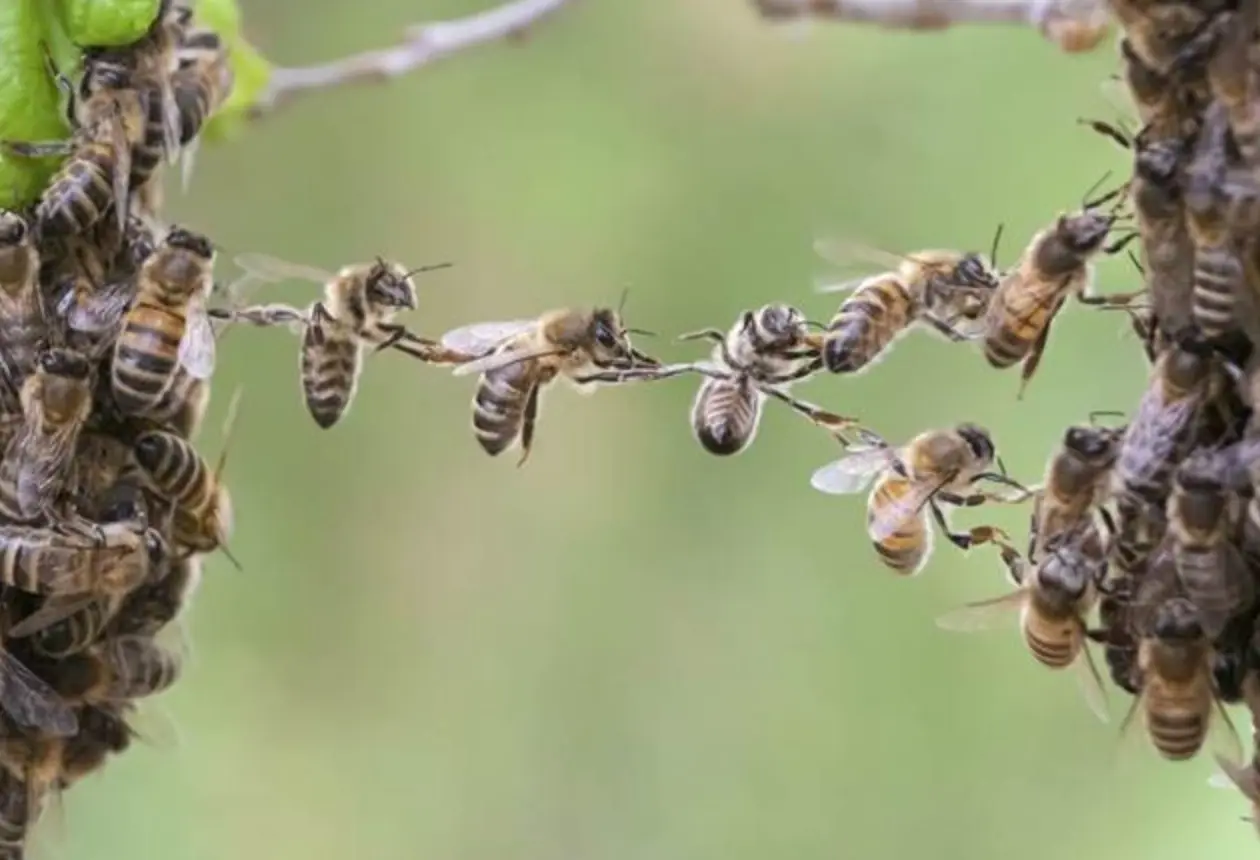 vcelarstvi-a-apokalypsa-dokument-vsechno-dobre-dopadne-je-o-souziti-navzdory-klimaticke-zmene
