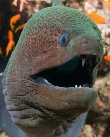 Hledání křišťálového světa - 1. Ošklivá kráska muréna