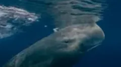 Poslední lovci / The Last Hunters ((2010): CZ Trailer