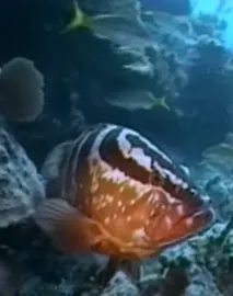 Hledání křišťálového světa - 5. Nassauští kanici