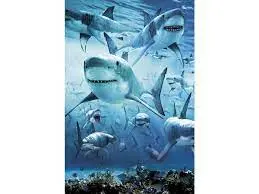 Hledání křišťálového světa - 4. Žraločí tango u Walkers Cay