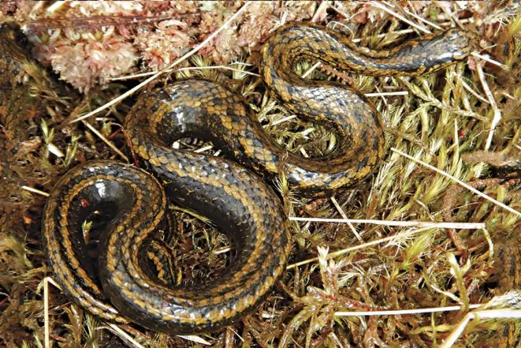 Tachymenoides harrisonfordi