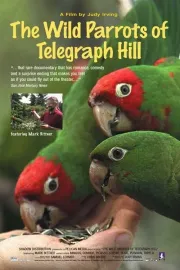 Wild Parrots of Telegraph Hill, The