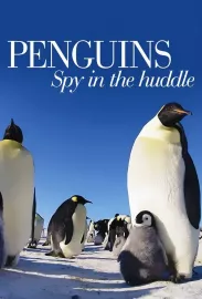Tučňáci - život z blízka