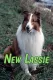 New Lassie, The