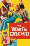 White Orchid, The