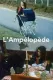 Ampélopède, L'