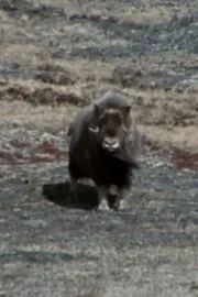 L'oumigmag ou l'objectif documentaire