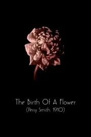 Birth of a Flower