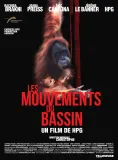 Les mouvements du bassin