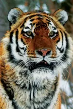 Operace Sněžný tygr