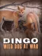 Dingo na válečné stezce