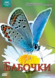 Svět motýlů