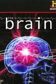 Brain, The
