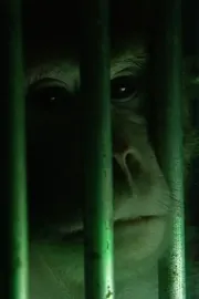 Monkeys, Rats and Me: Animal Testing