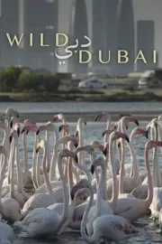 Úžasná zvířata Dubaje