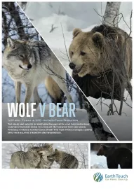 Vlk versus medvěd