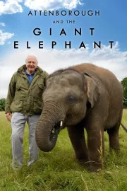 David Attenborough: Slon jménem Jumbo