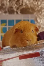 Sherbert Rozencrantz, You’re Beautiful