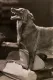 Hound of Silver Creek, The