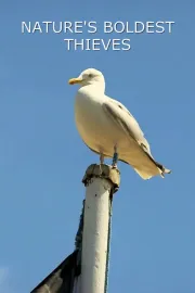 Nejtroufalejší zlodějíčci ve zvířecí říši