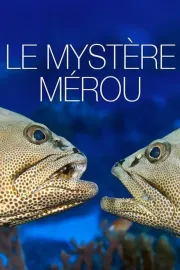Le mystère Mérou