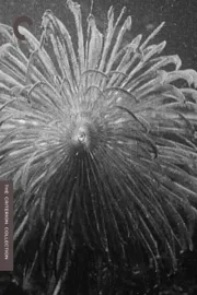 Hyas et stenorinques