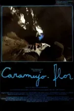 Caramujo-flor