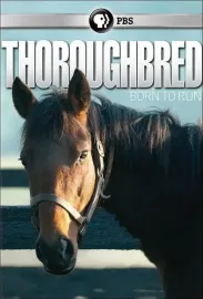 Thoroughbred