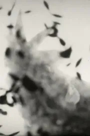 Schwarzhuhnbraunhuhnschwarzhuhnweisshuhnrothuhnweiss oder Put-putt