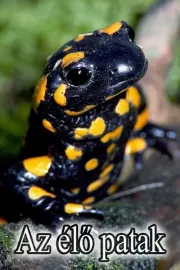 Tajemství lesního potoka