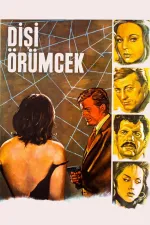 Disi örümcek