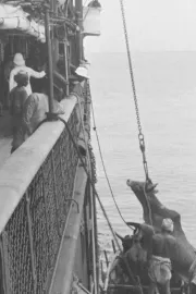 Embarquement d'un boeuf à bord d'un navire