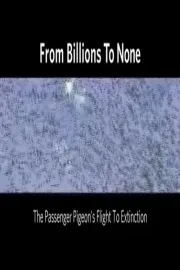 From Billions to None: The Passenger Pigeon's Flight to Extinction