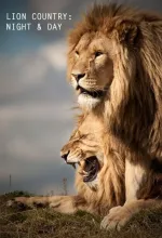 Území lvů: noc a den