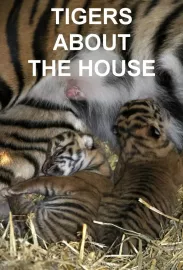 Tygři v domě