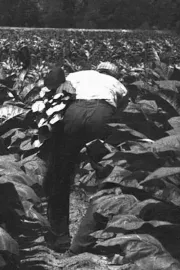 Listy, co vás zlomí v kříži