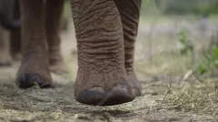 Neuvěřitelné cesty zvířat: trailer