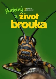 Skutečný život brouka